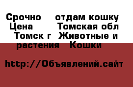 Срочно!!! отдам кошку › Цена ­ 0 - Томская обл., Томск г. Животные и растения » Кошки   